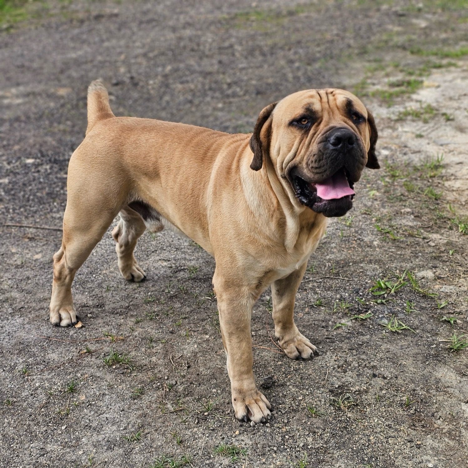 South Florida's Mega Buks, Boerboel male bred by South Florida Boerboels