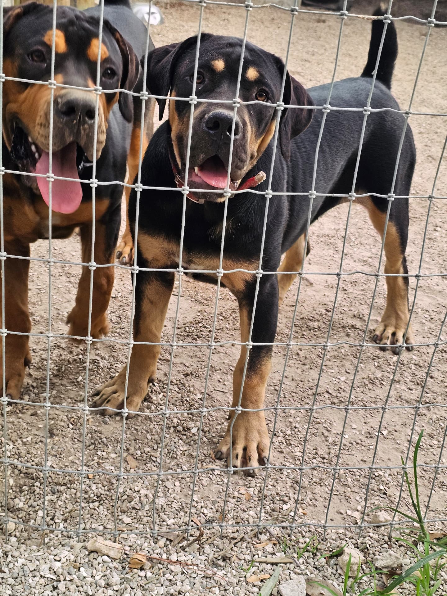 Two black and tan Boerboels at the kennel fence at South Florida Boerboels