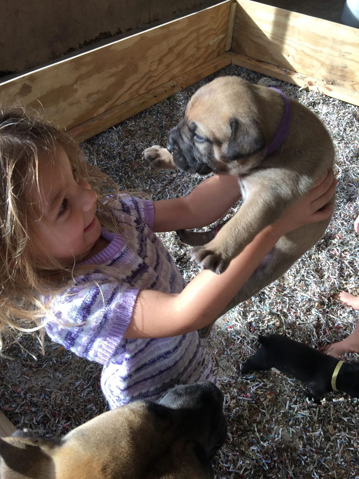 Family time with a South Florida Boerboel