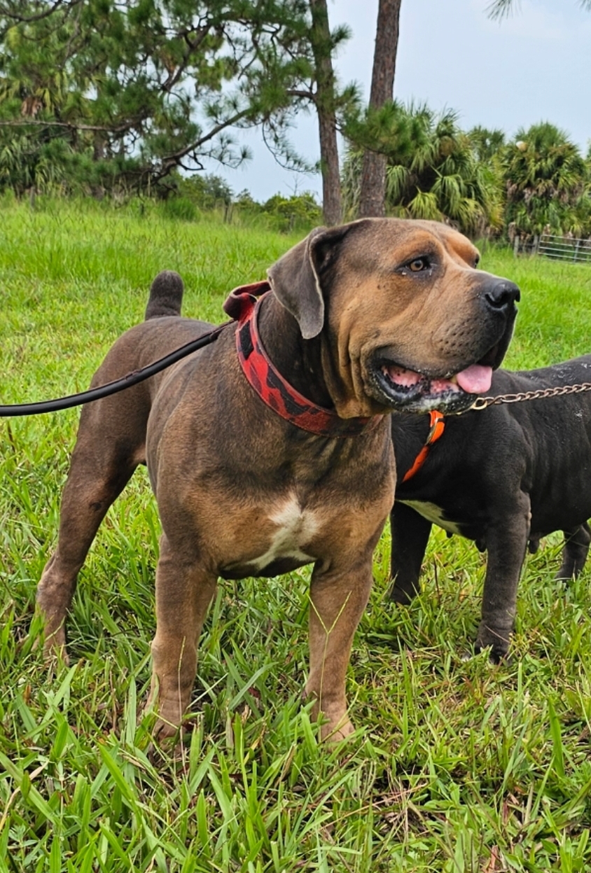 South Florida's Ghost, brindle Boerboel male bred by South Florida Boerboels in South Florida