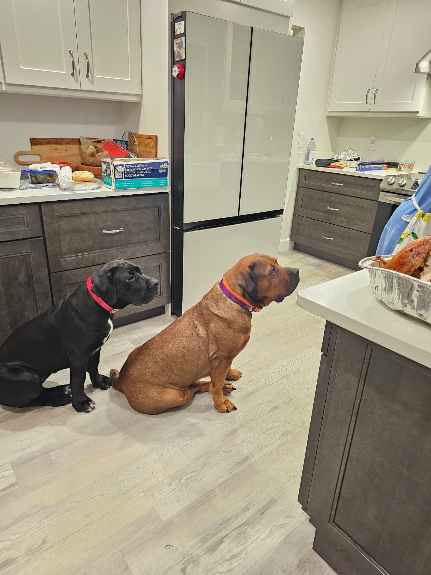 Two South Florida Boerboels sitting attentively at mealtime