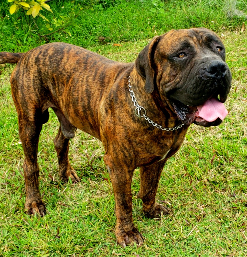 Brindle Boerboel male standing on grass at South Florida Boerboels