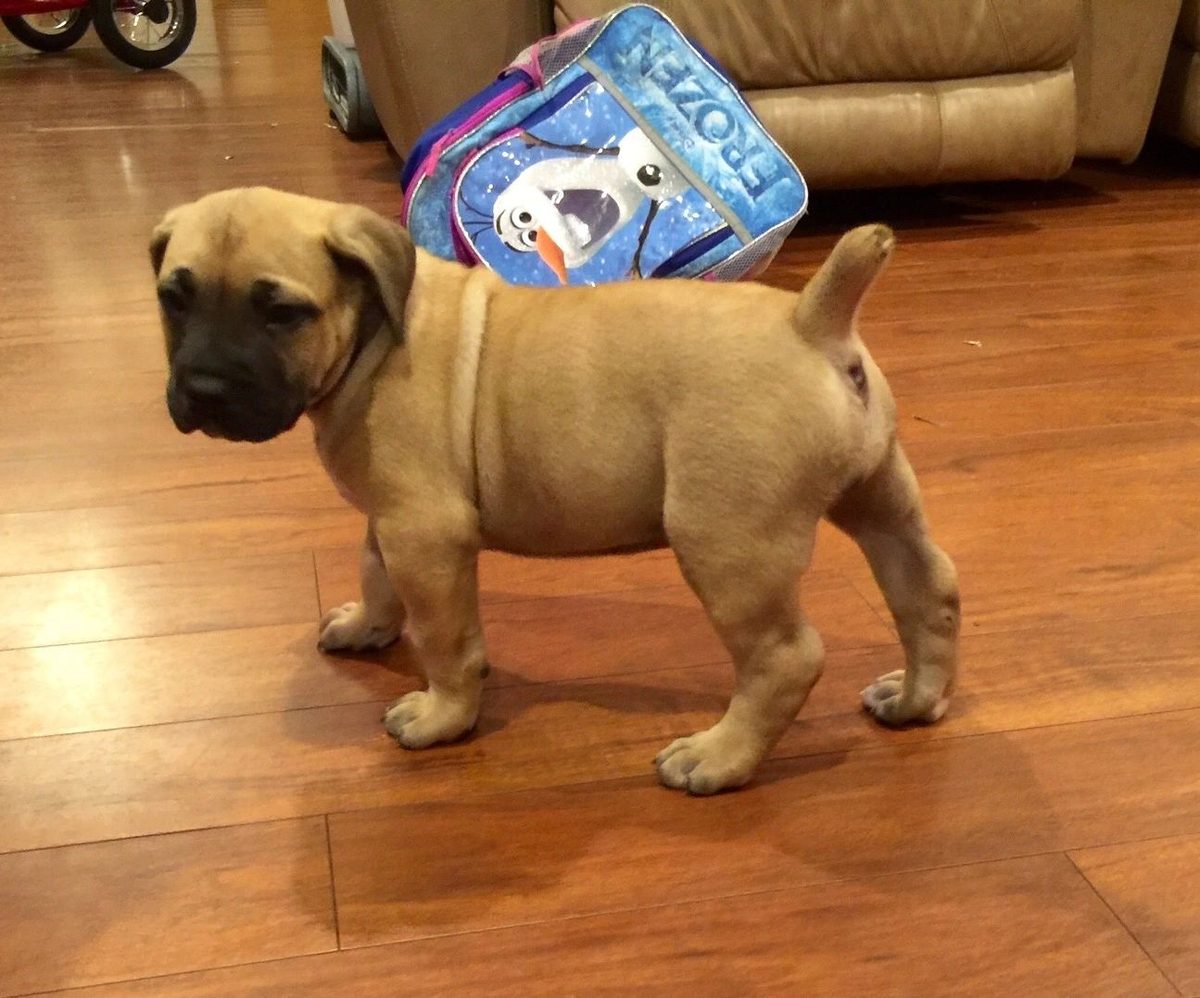 Young fawn Boerboel standing on wood flooring