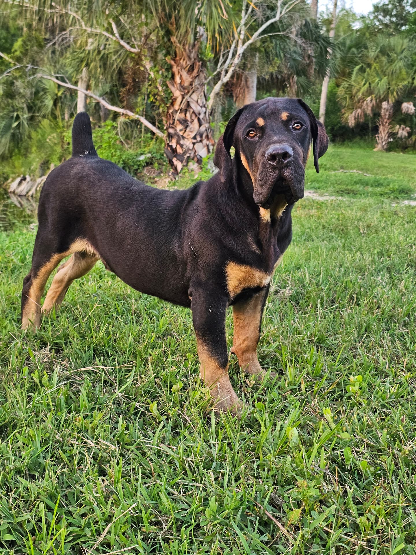 Black and tan Boerboel standing in grass at South Florida Boerboels
