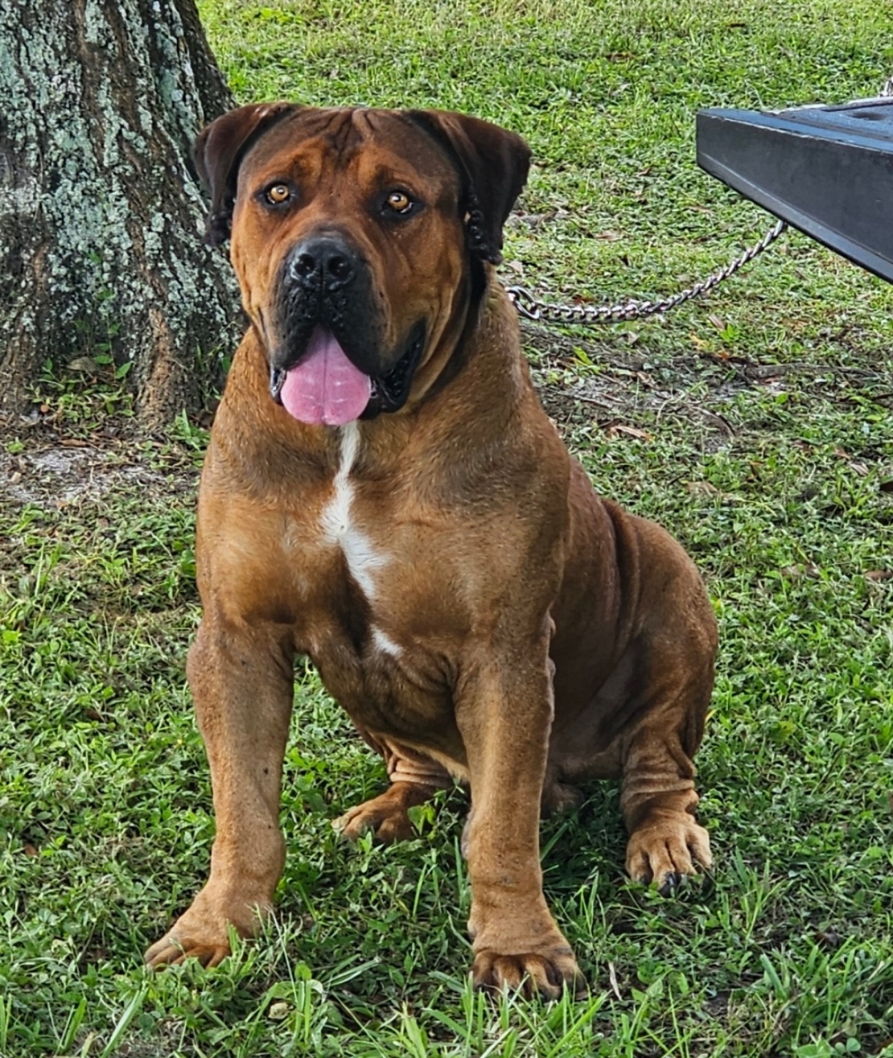 South Florida Boerboels gallery dog — red fawn Boerboel sitting on grass