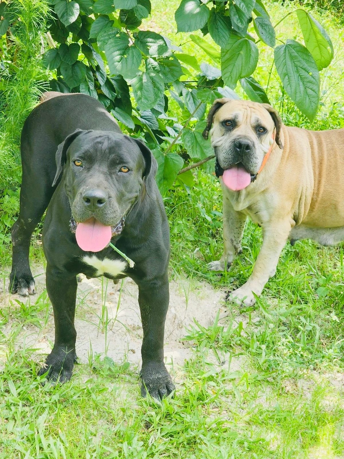 Boerboel guardian dog poolside at a South Florida home