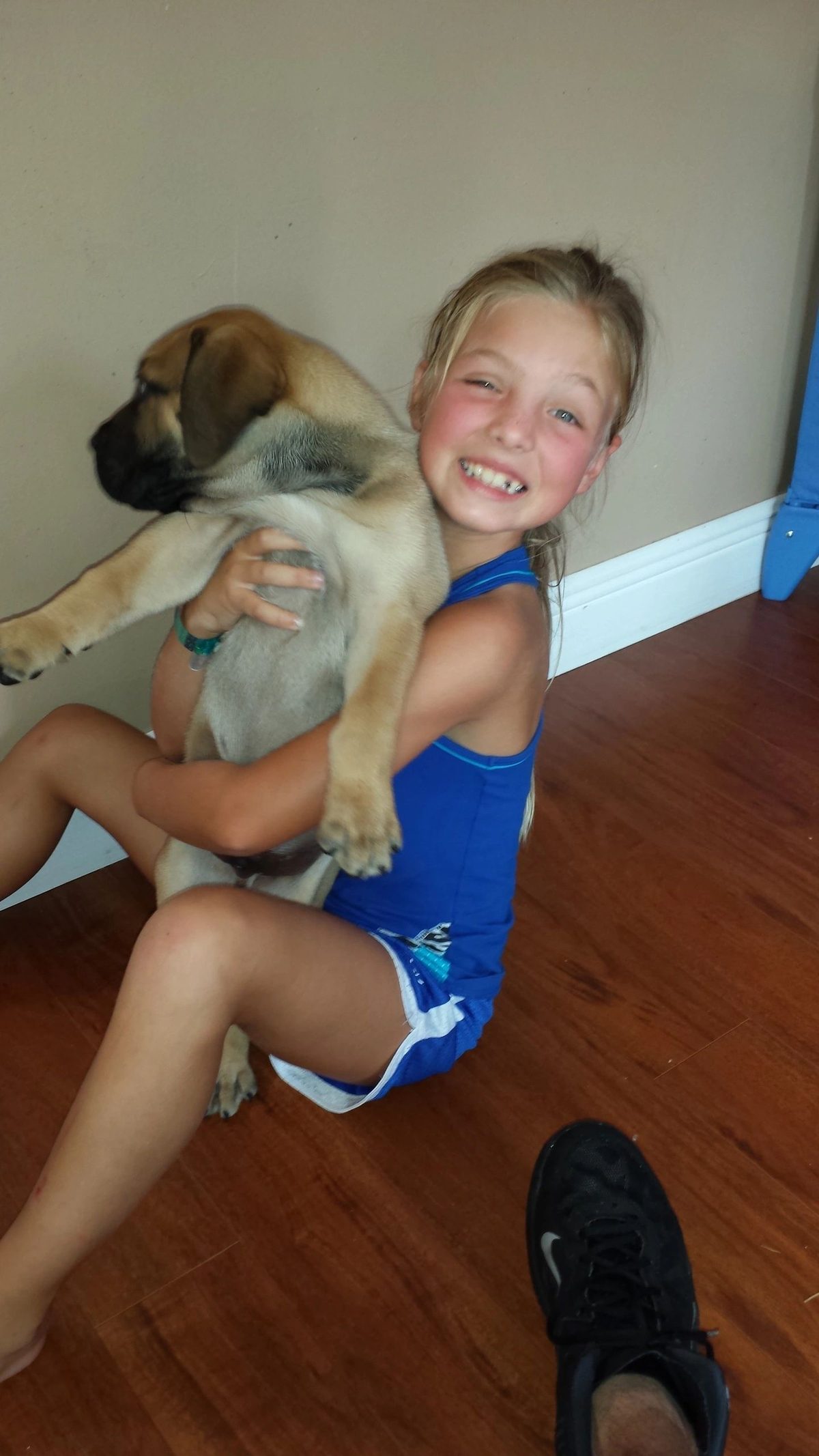 Two Boerboels sitting together — fawn and black