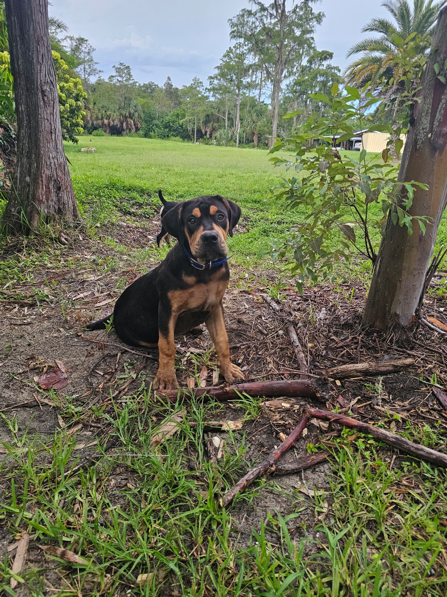 Black and tan Boerboel puppy sitting under the trees at South Florida Boerboels