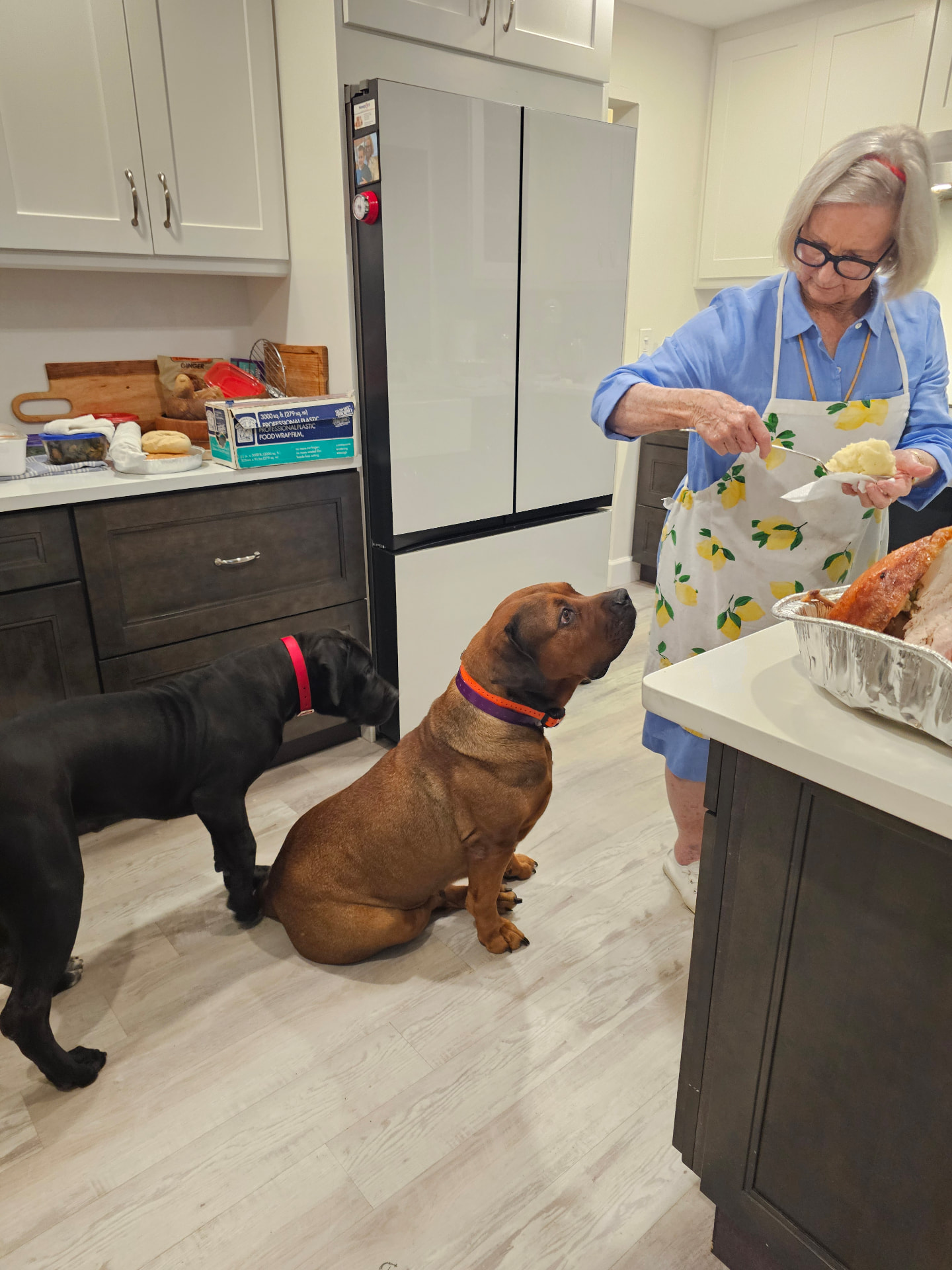 South Florida Boerboels family dogs waiting patiently in the kitchen
