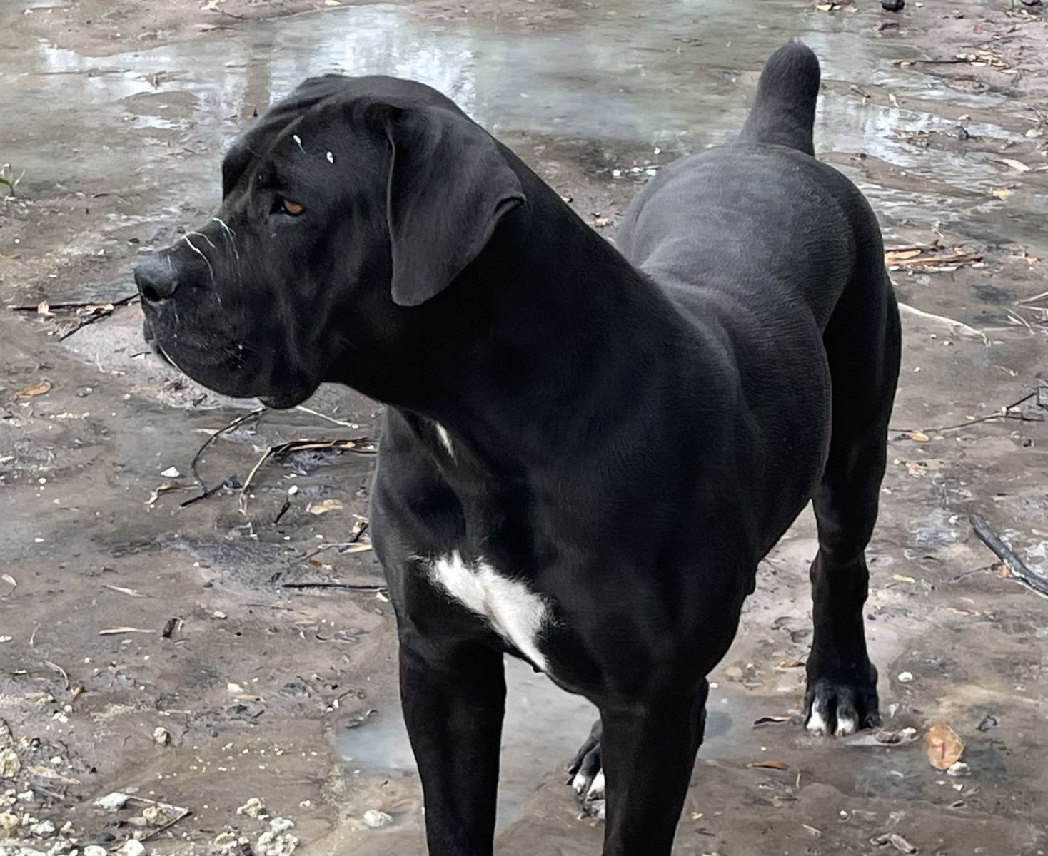 Black Boerboel with white chest marking standing outdoors at South Florida Boerboels