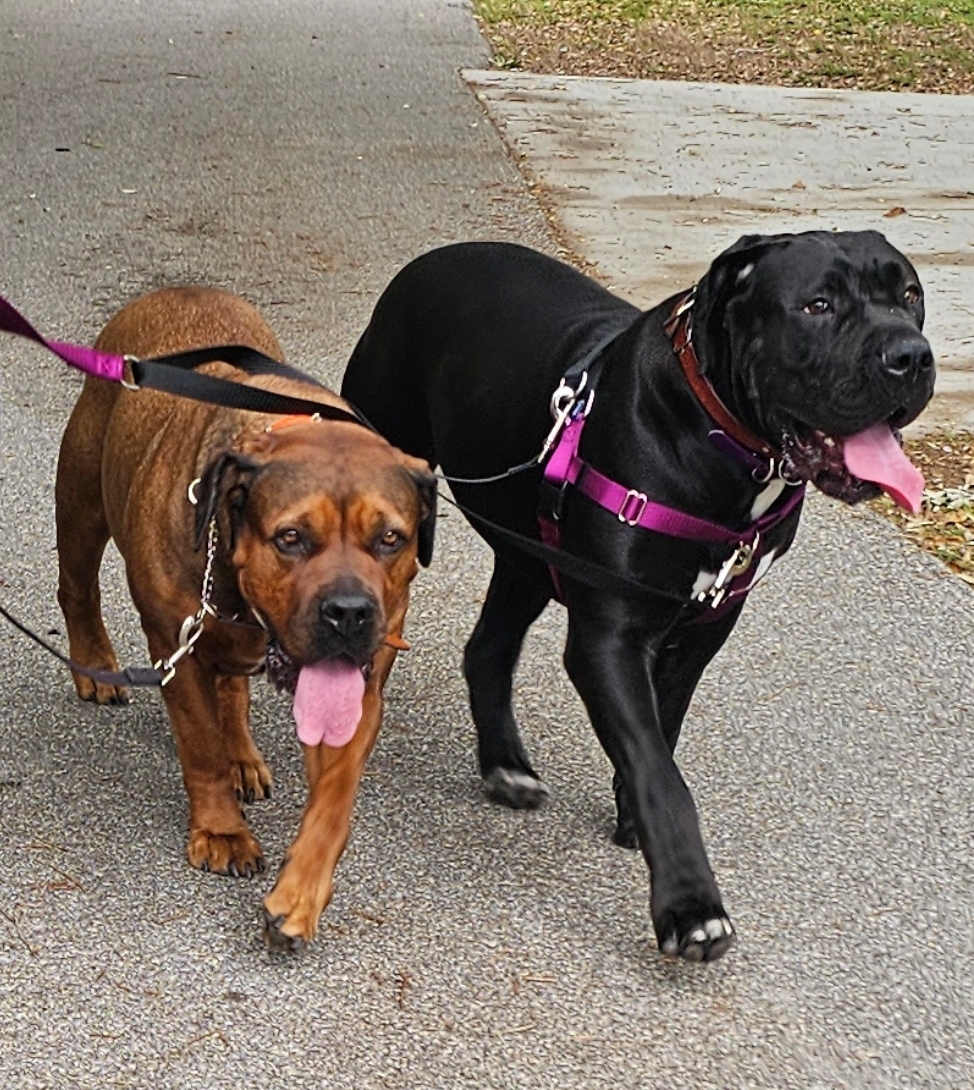 Two South Florida Boerboels walking together on leash — fawn and black