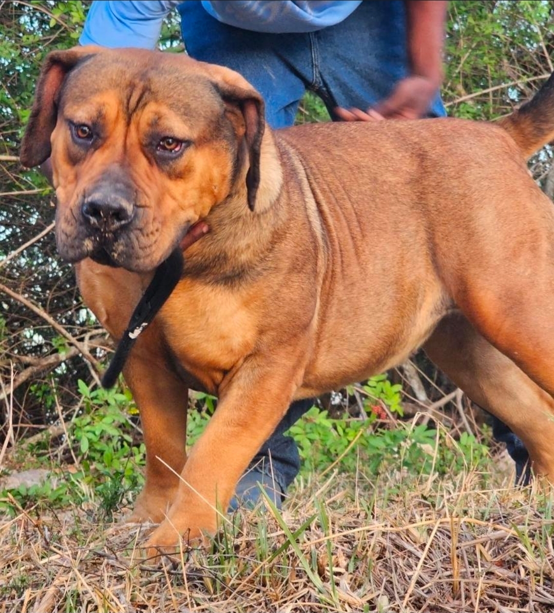 Red fawn working Boerboel standing alert at South Florida Boerboels