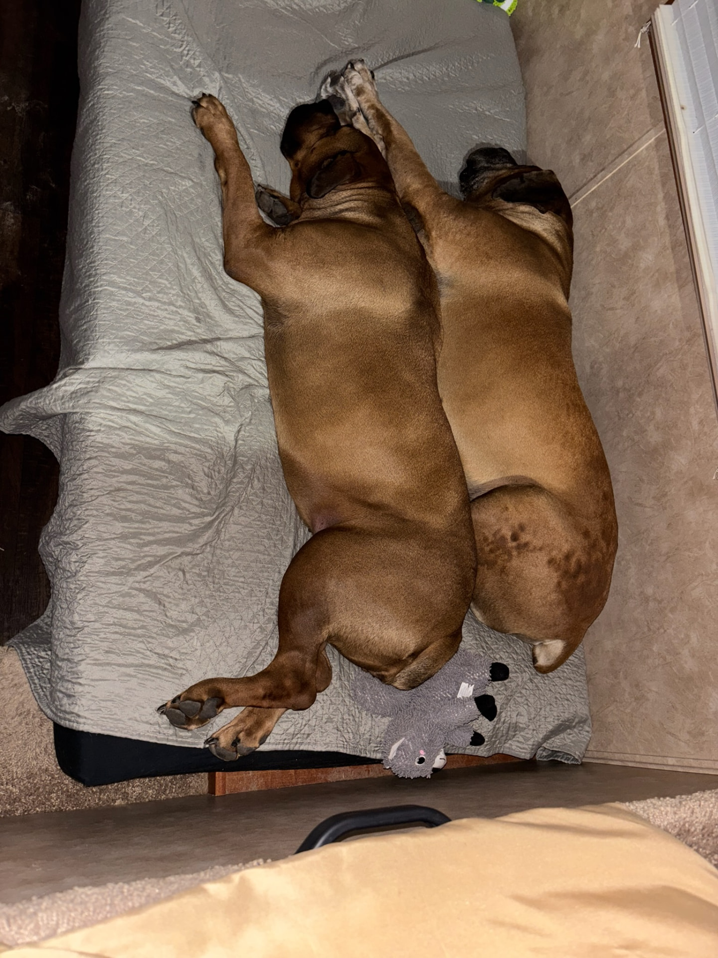 Two fawn Boerboels resting together on a bed at South Florida Boerboels