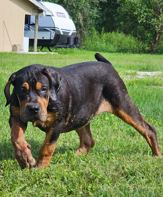 Black and tan Boerboel youngster moving across the lawn at South Florida Boerboels