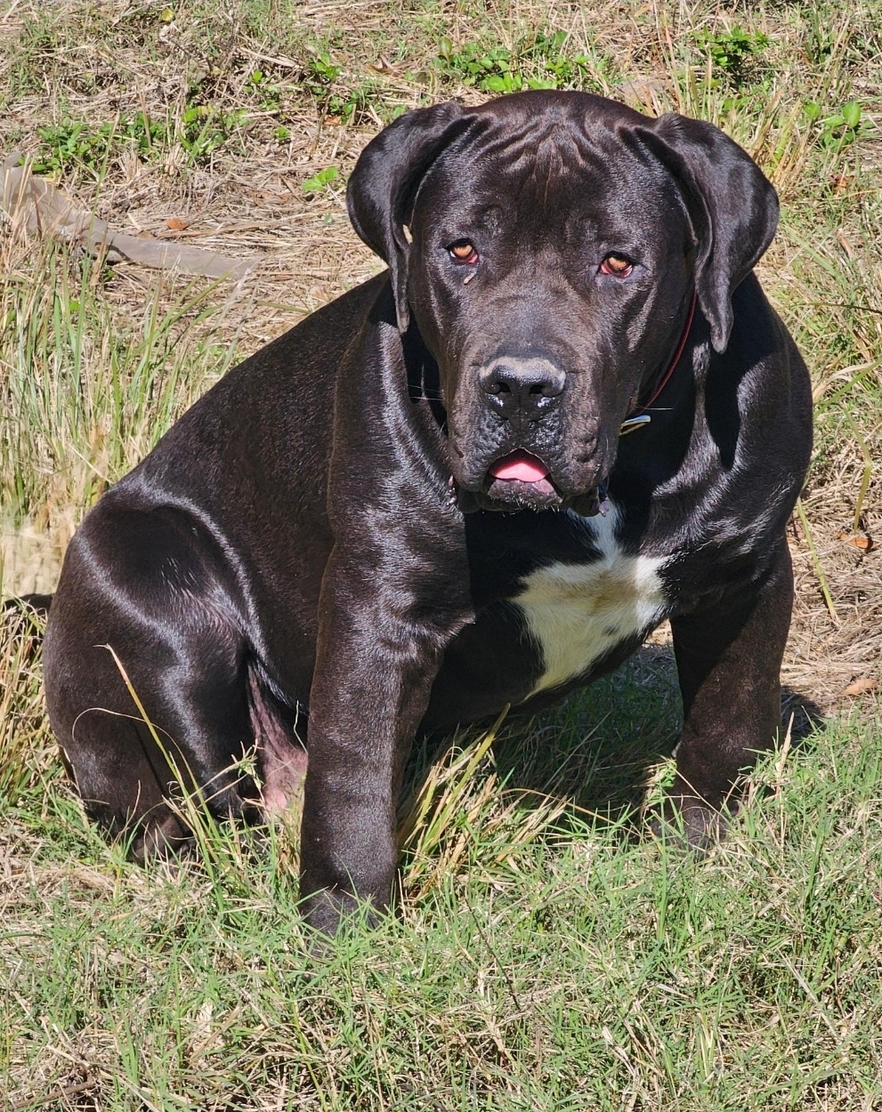 South Florida's Brangus, black Boerboel male bred by South Florida Boerboels in South Florida