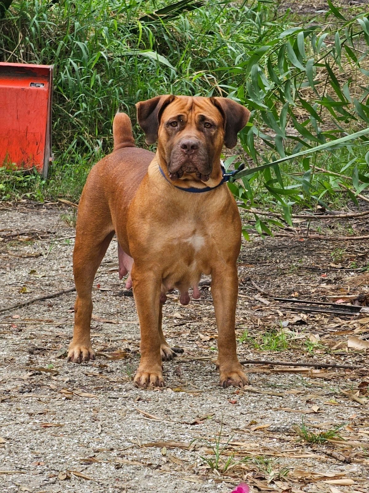 Alert fawn Boerboel watching from the yard