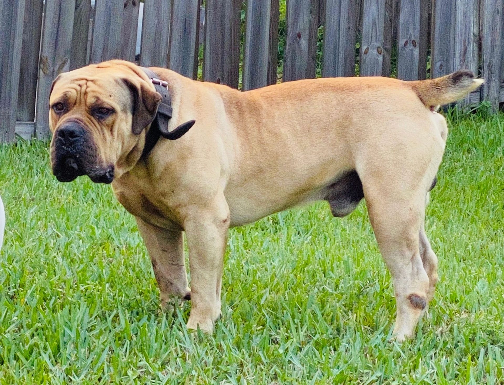 Fawn Boerboel stacked on grass at South Florida Boerboels
