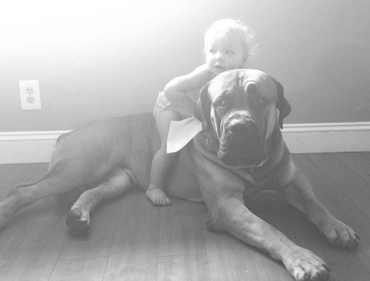 Boerboel resting — black and white photograph