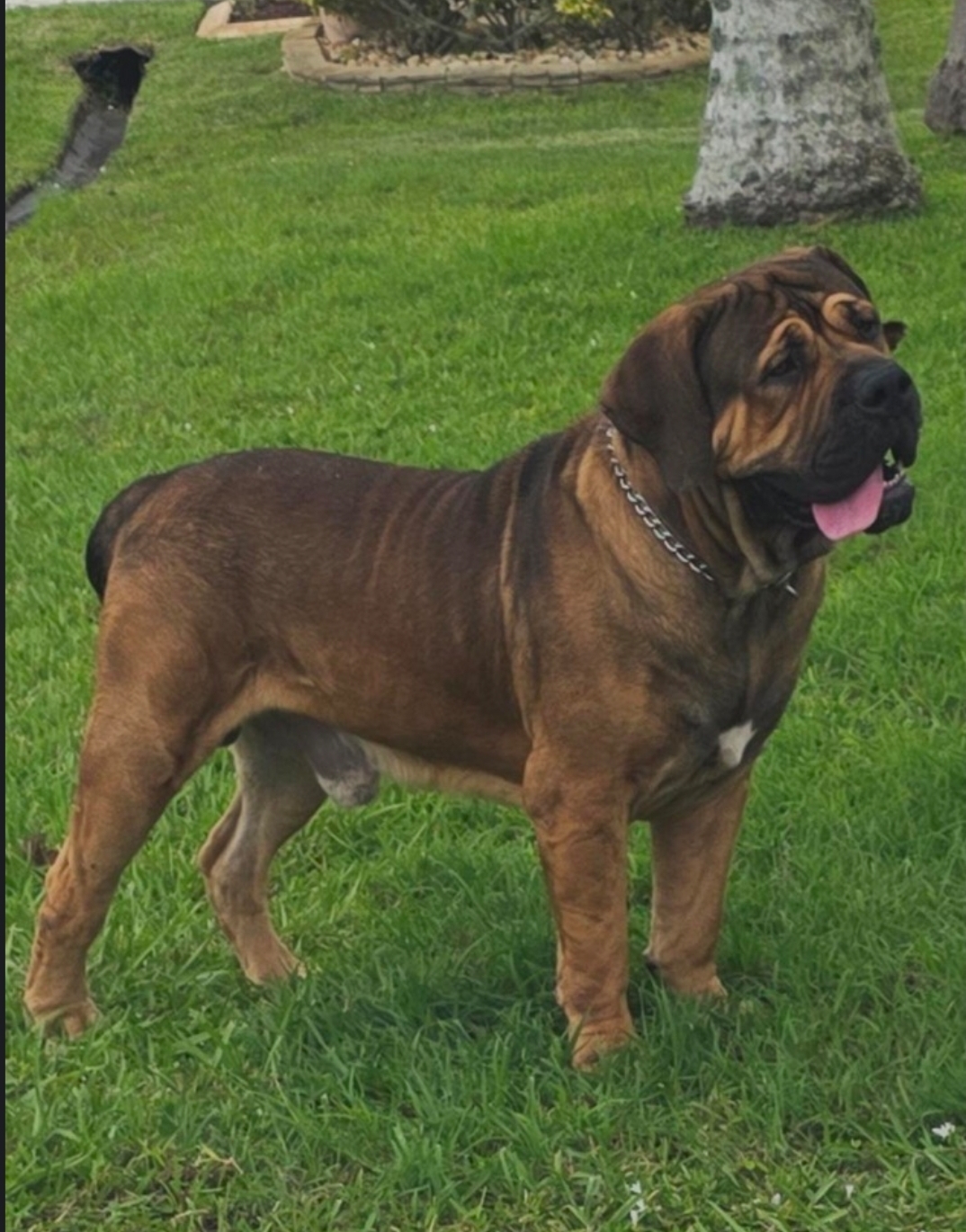 South Florida's Dempsey "Benzy", Boerboel male bred by South Florida Boerboels in South Florida