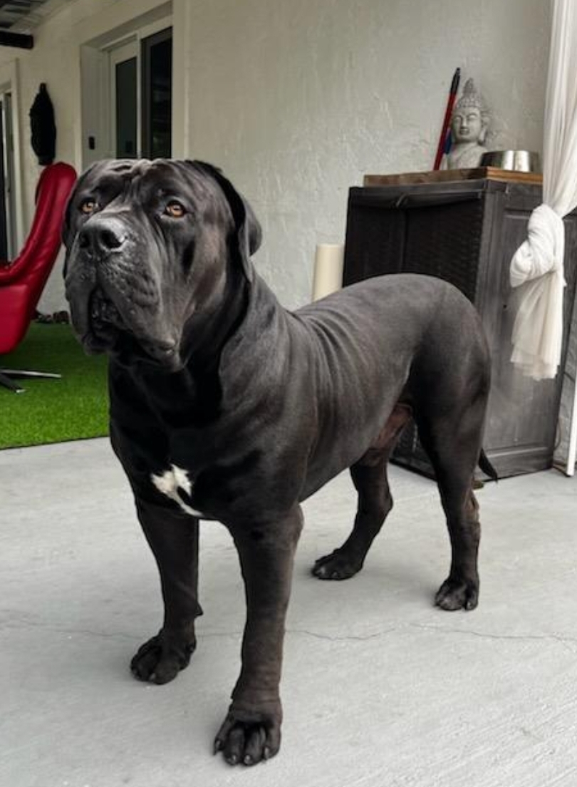 South Florida's Taurus "Billy the Kid", black Boerboel male bred by South Florida Boerboels in South Florida