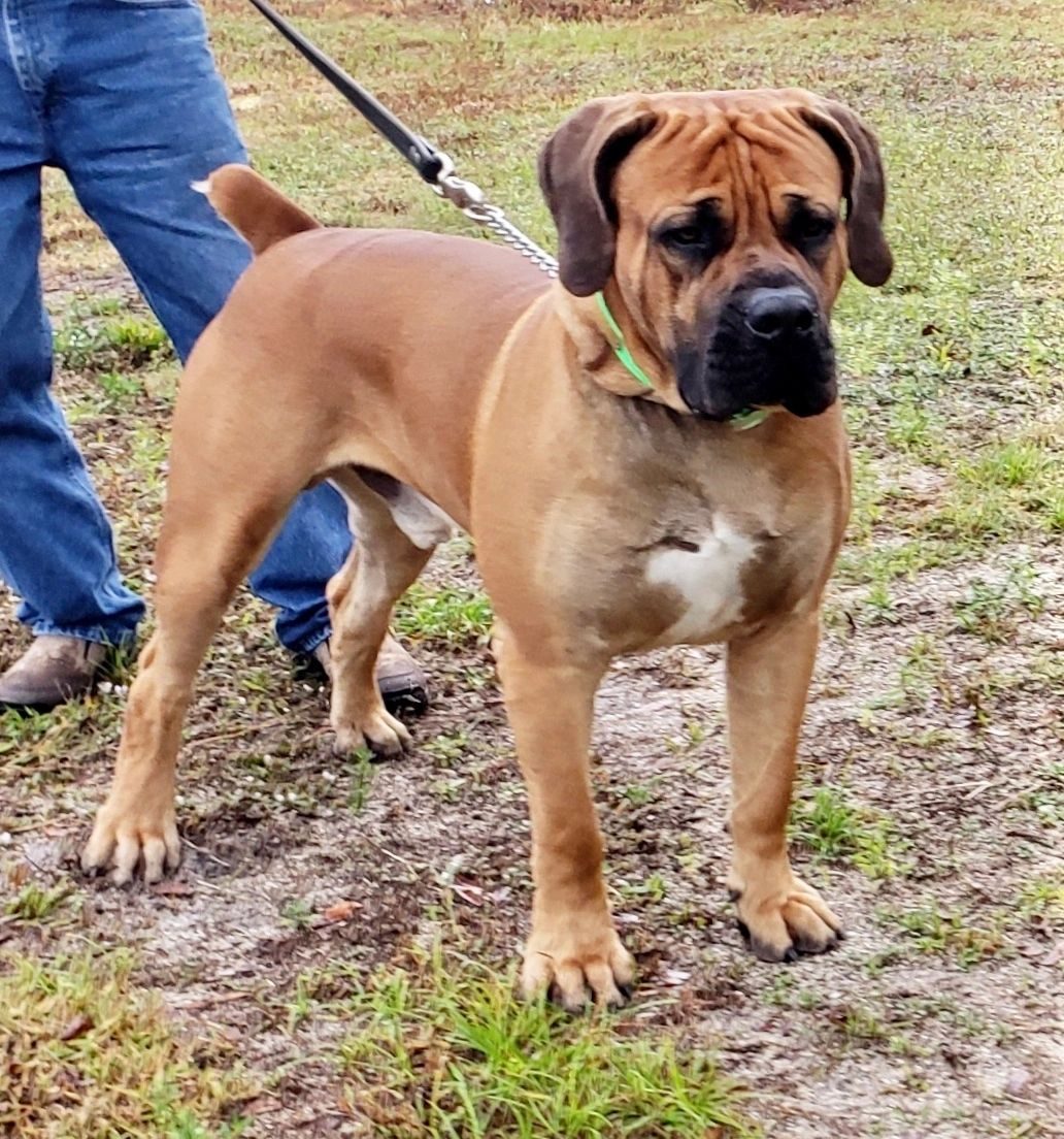 South Florida's Jackpot, Boerboel male bred by South Florida Boerboels