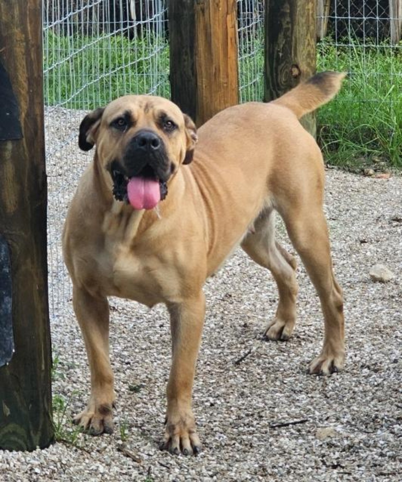 South Florida's Dutchess "BeetleJuice", fawn Boerboel female standing outdoors