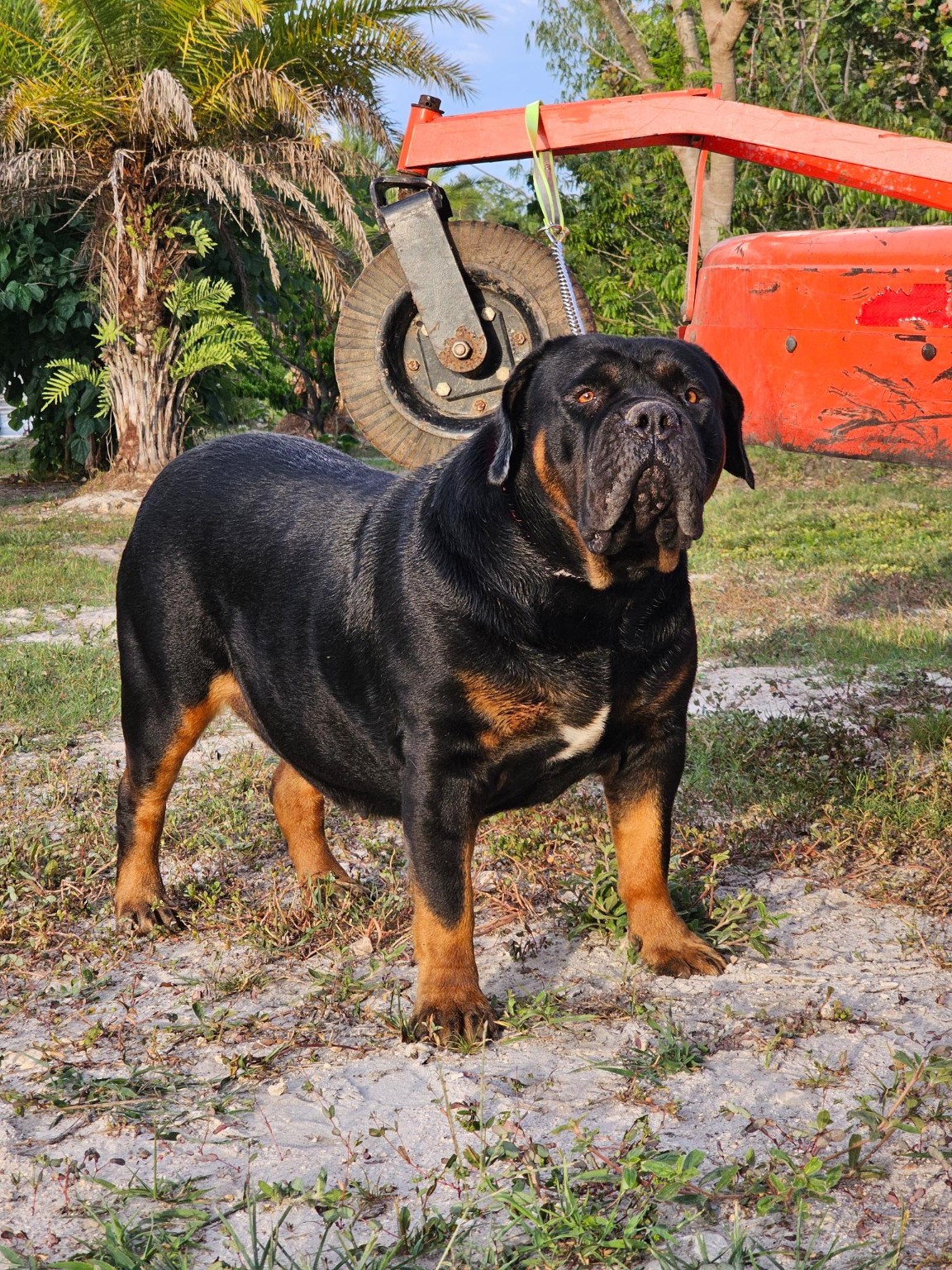 South Florida's Mocha, Boerboel female bred by South Florida Boerboels in South Florida