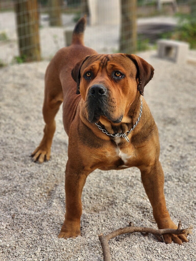 South Florida's Irish, young Boerboel male bred by South Florida Boerboels