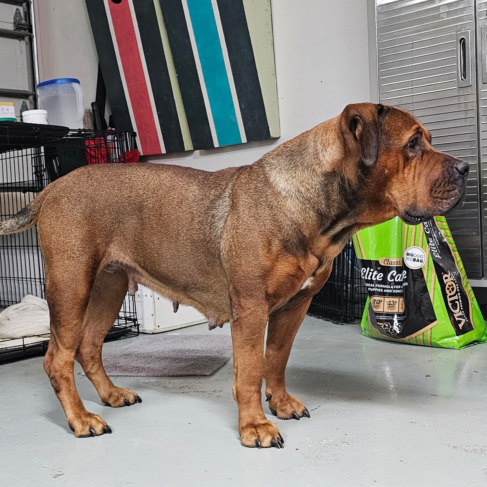 South Florida's Moab, Boerboel female bred by South Florida Boerboels in South Florida