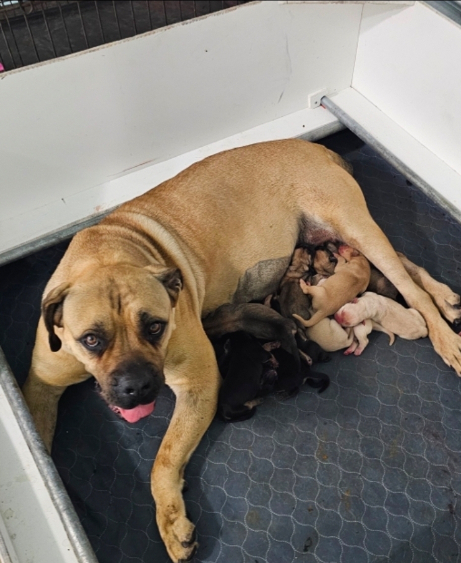 Fawn Boerboel dam nursing her litter at South Florida Boerboels