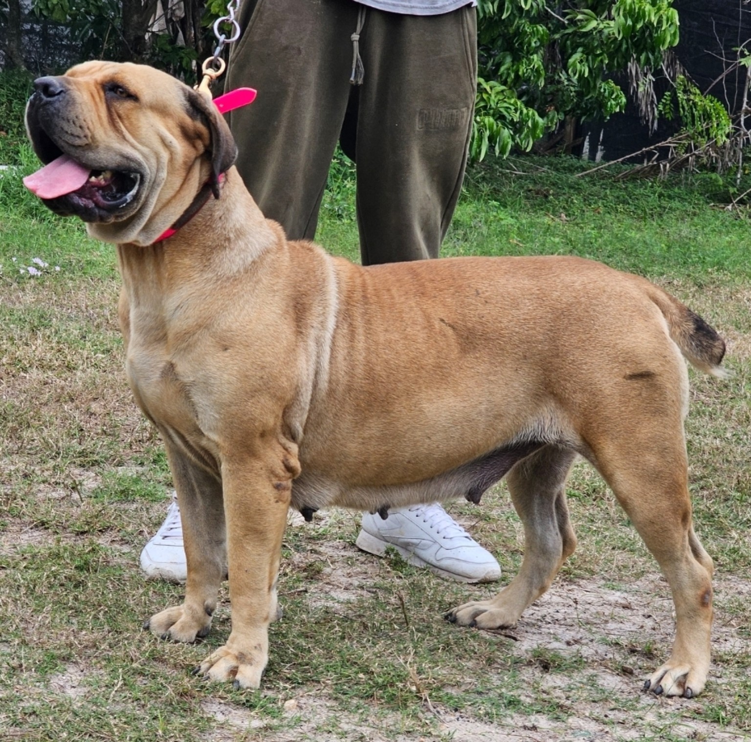 South Florida Boerboels gallery dog — fawn Boerboel stacked on leash
