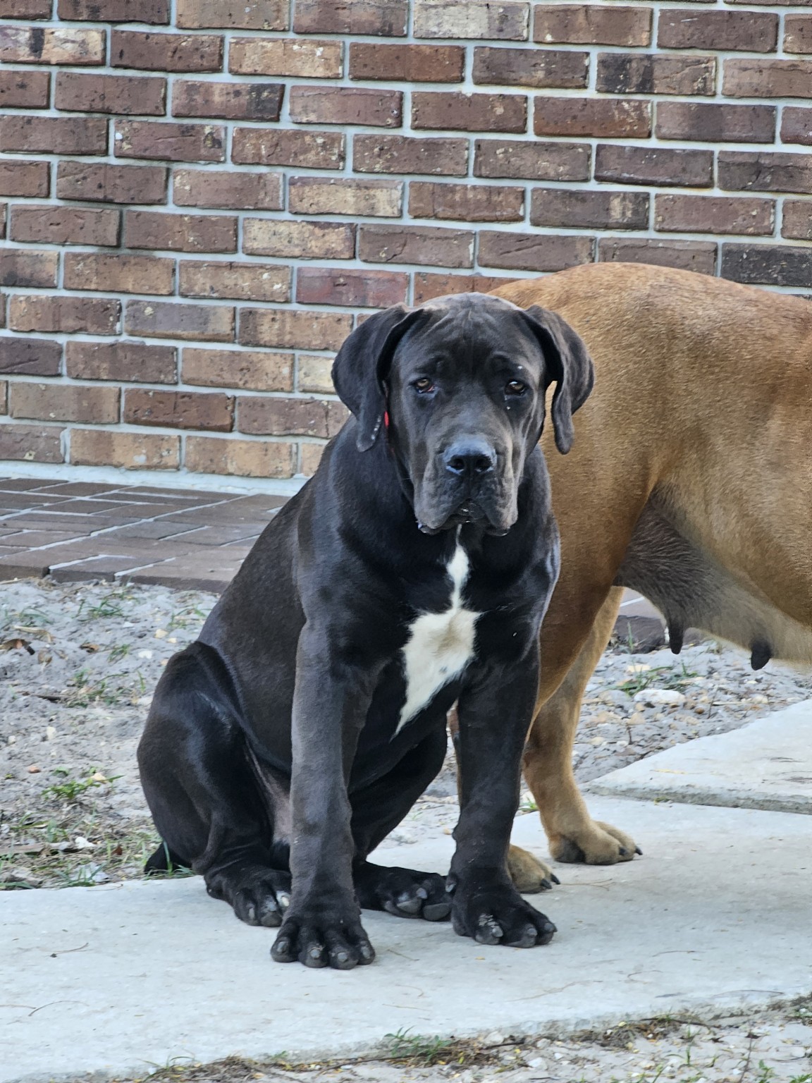 South Florida Boerboels gallery dog — black Boerboel sitting with white chest marking