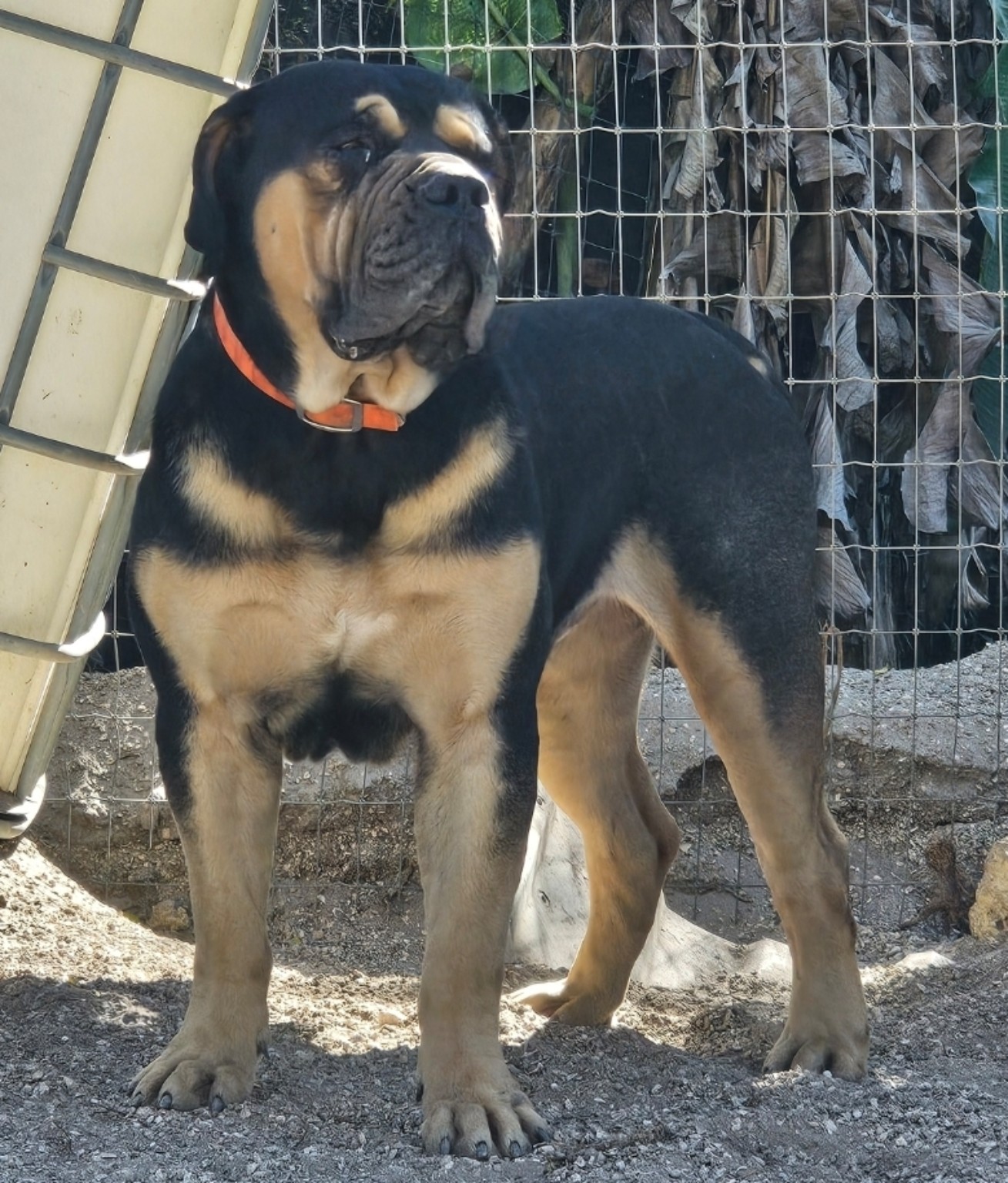 South Florida Boerboels gallery dog — black and tan Boerboel standing