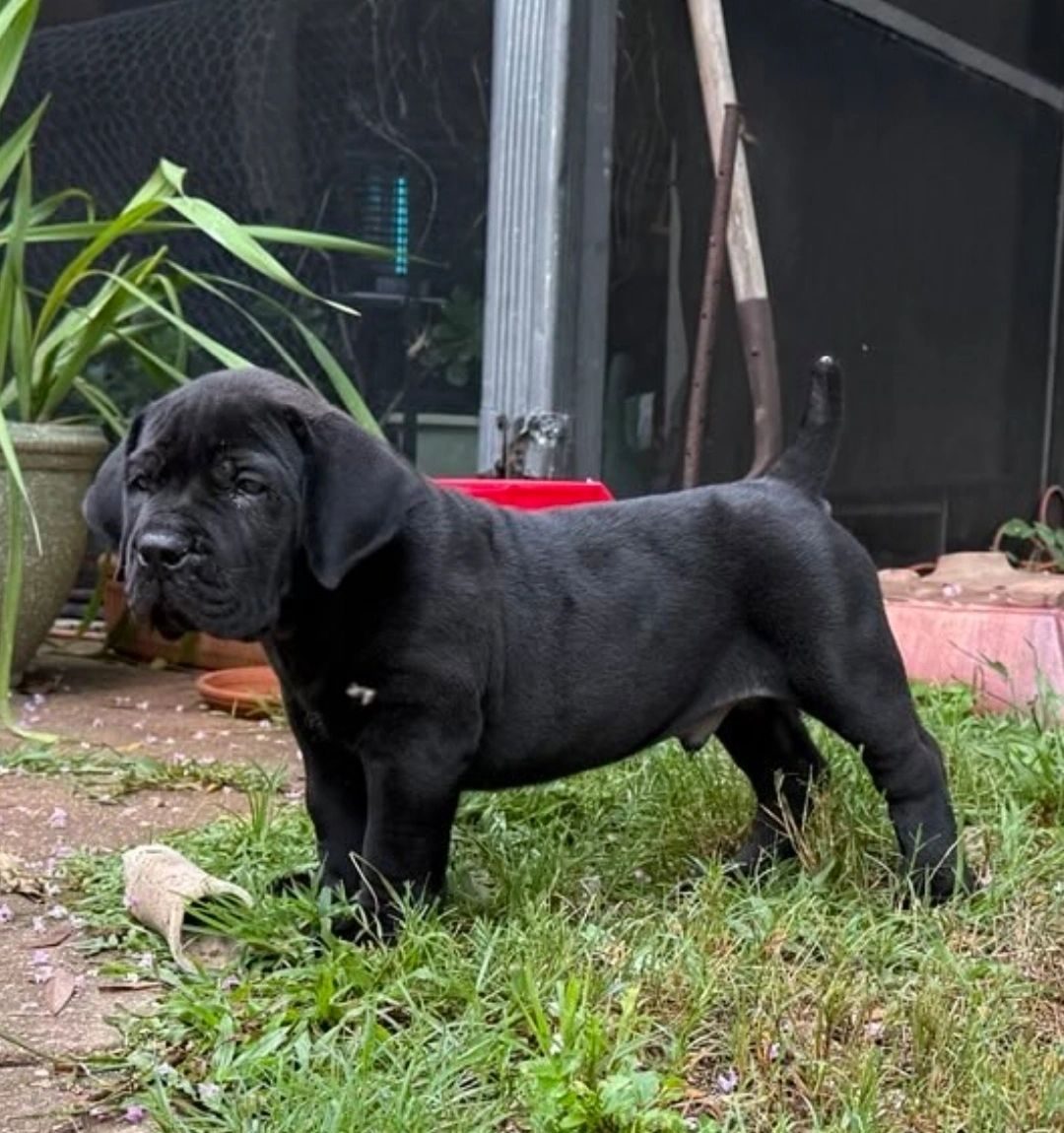 Boerboel puppy portrait from South Florida Boerboels