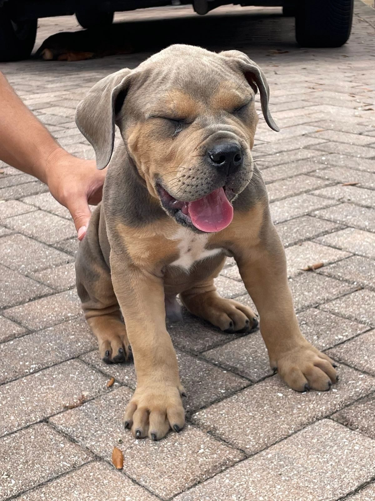 Boerboel puppy exploring the garden