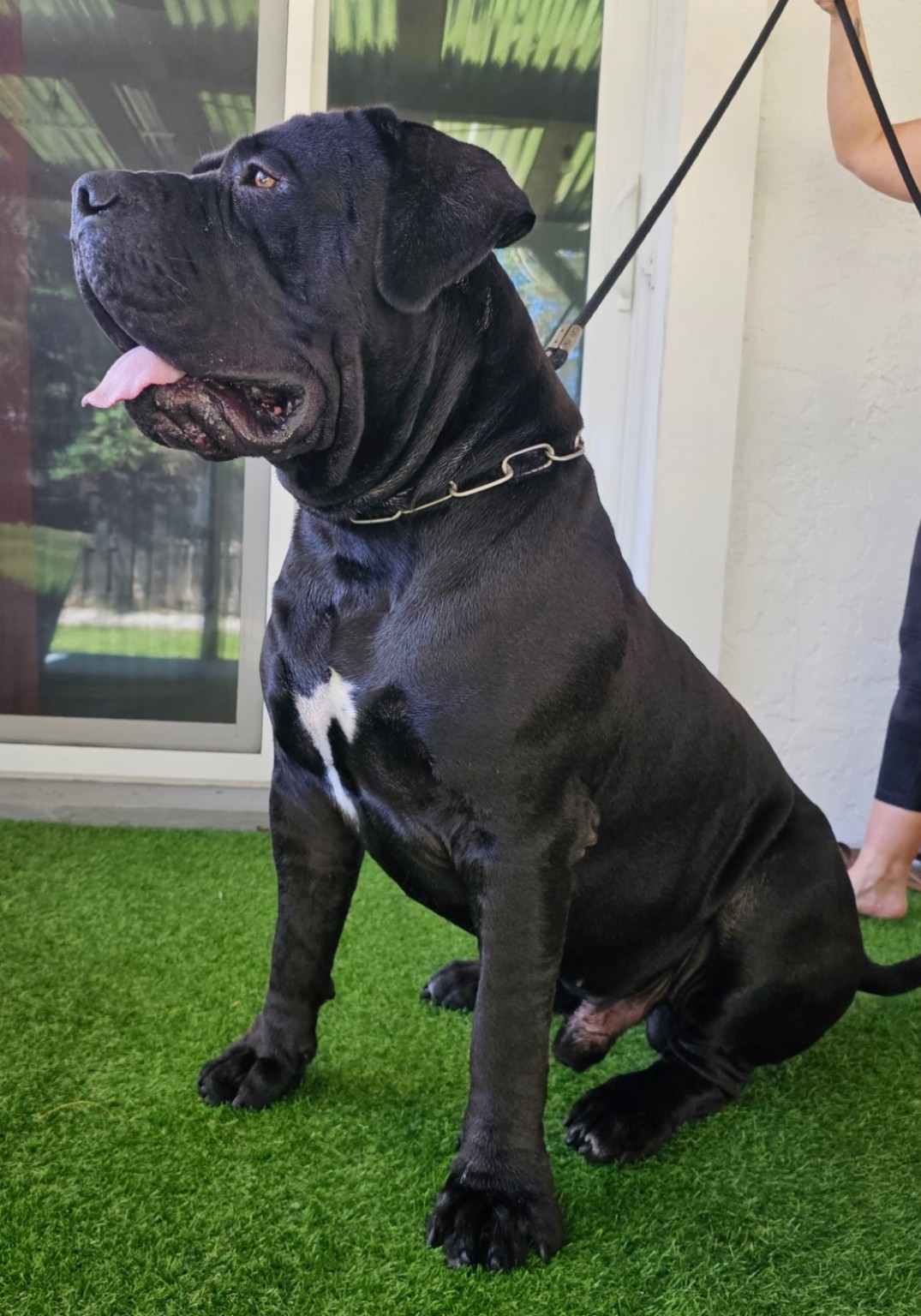South Florida's Taurus, Boerboel of South Florida Boerboels in South Florida