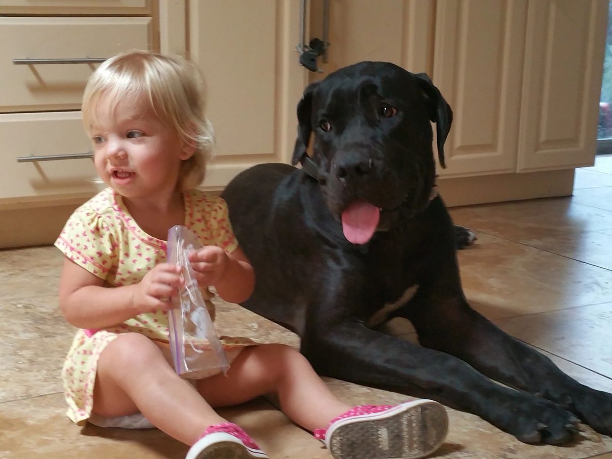 Boerboel with children — the breed's loyal family nature