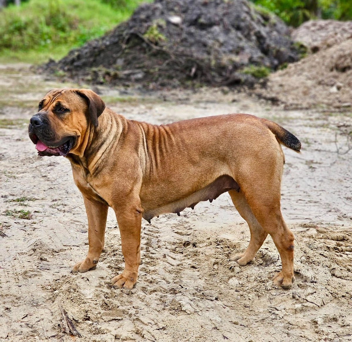 Fawn Boerboel portrait