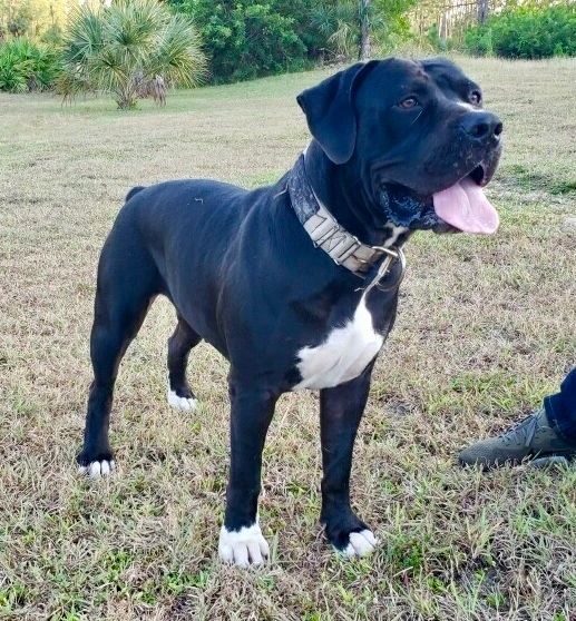 Black Boerboel standing in an open field