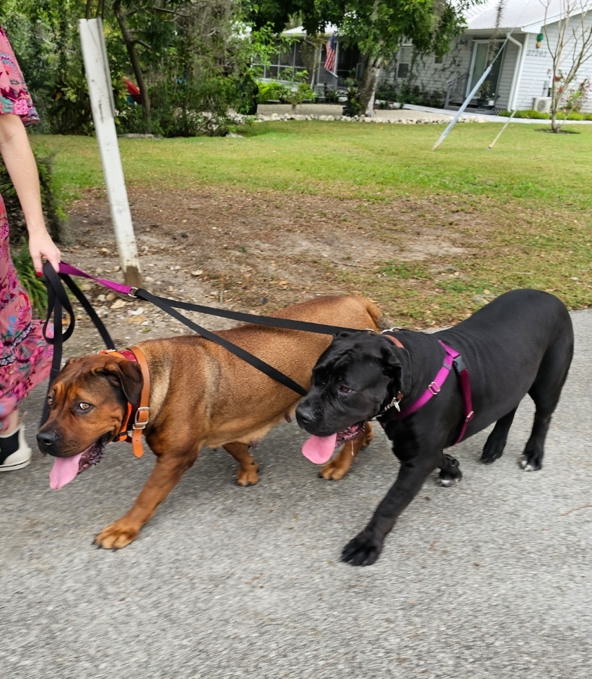 Red and black Boerboels walking together on leash at South Florida Boerboels