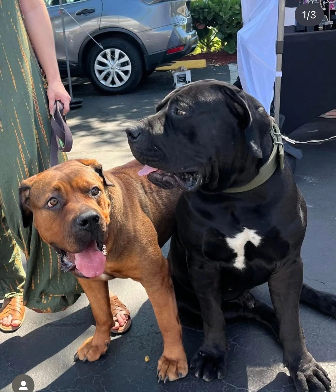 South African Boerboel puppy bred by South Florida Boerboels in South Florida