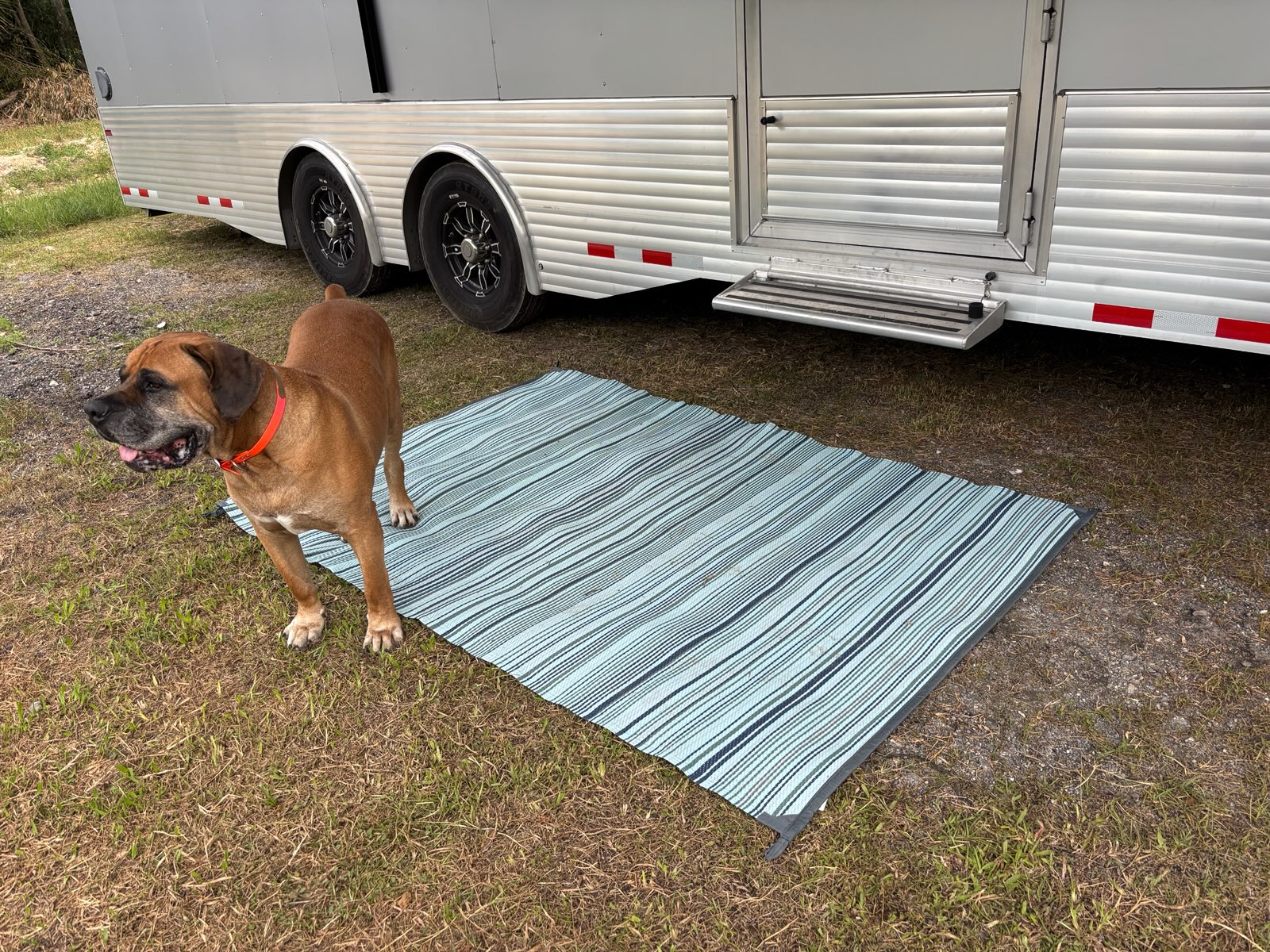 Fawn Boerboel standing by an RV at South Florida Boerboels