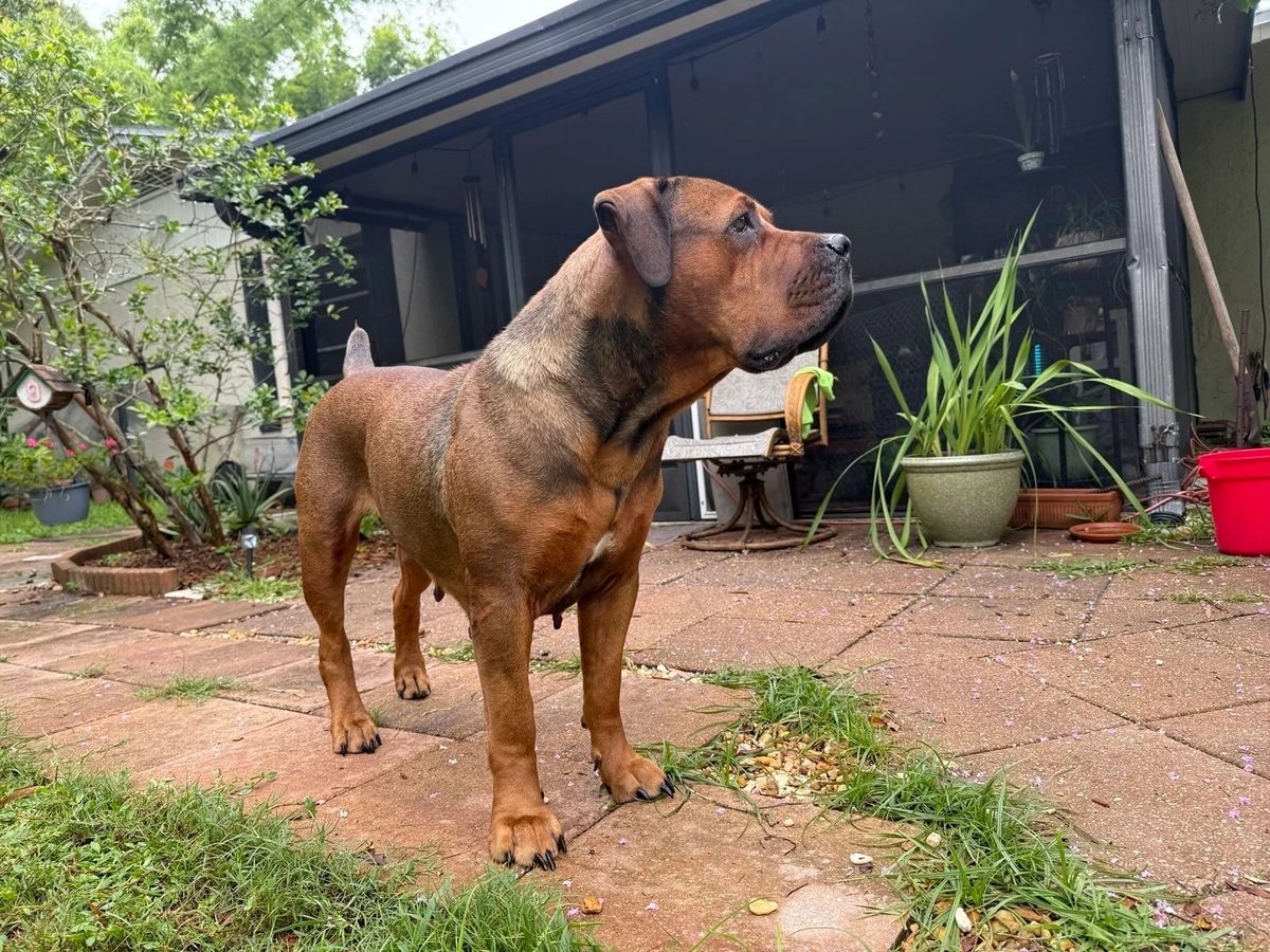 Boerboel puppy from imported South African bloodlines in South Florida