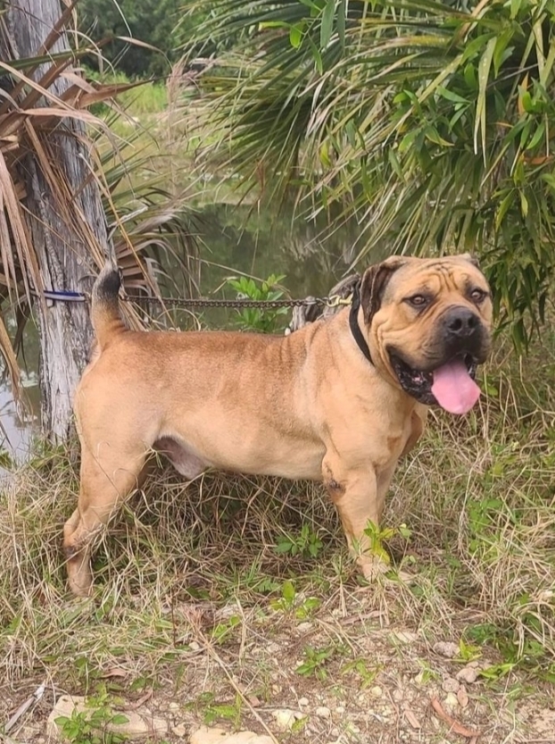 Elevation's Hulkster, fawn Boerboel stud of South Florida Boerboels