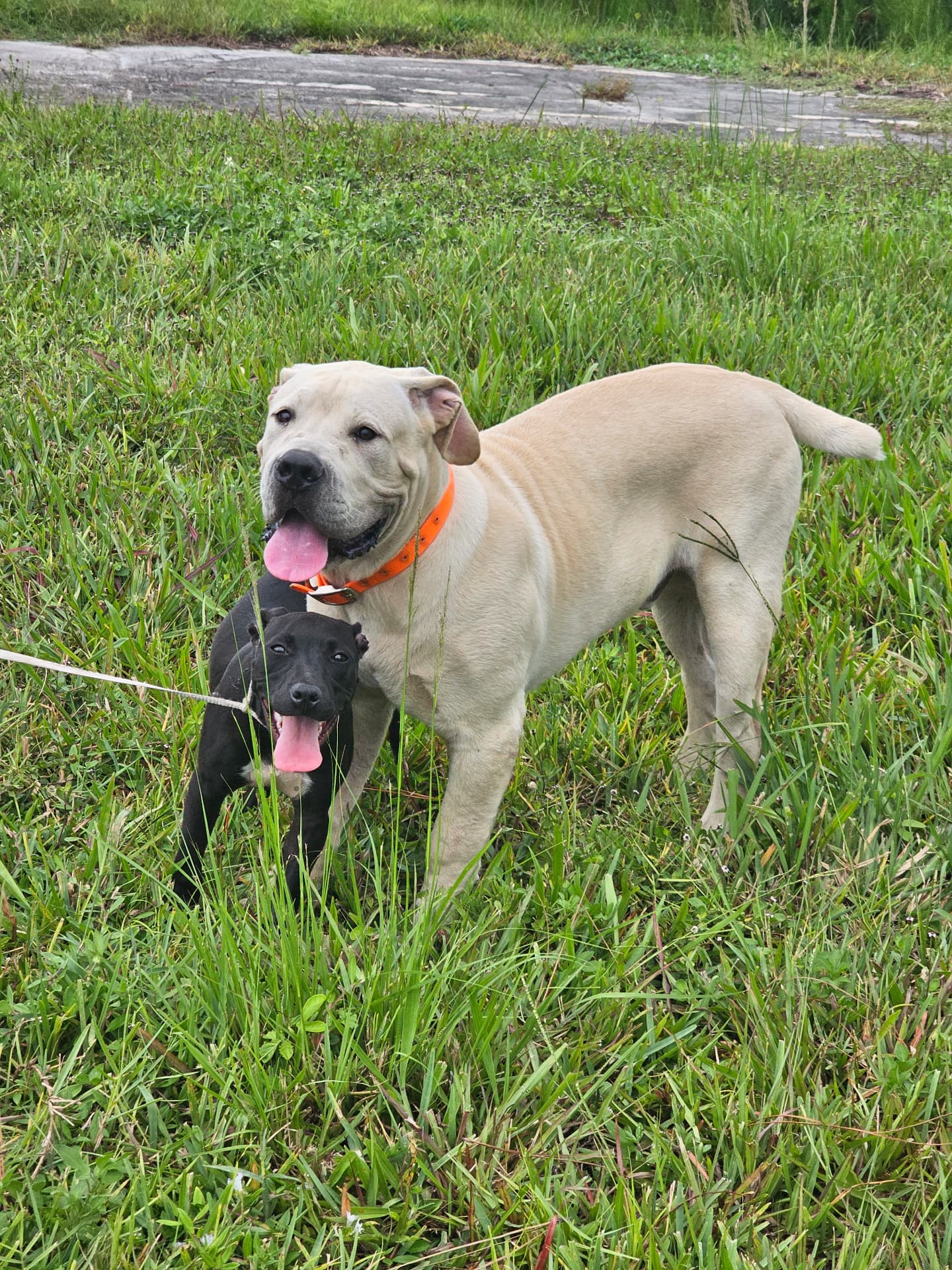 Cream Boerboel and black Boerboel puppy in tall grass at South Florida Boerboels