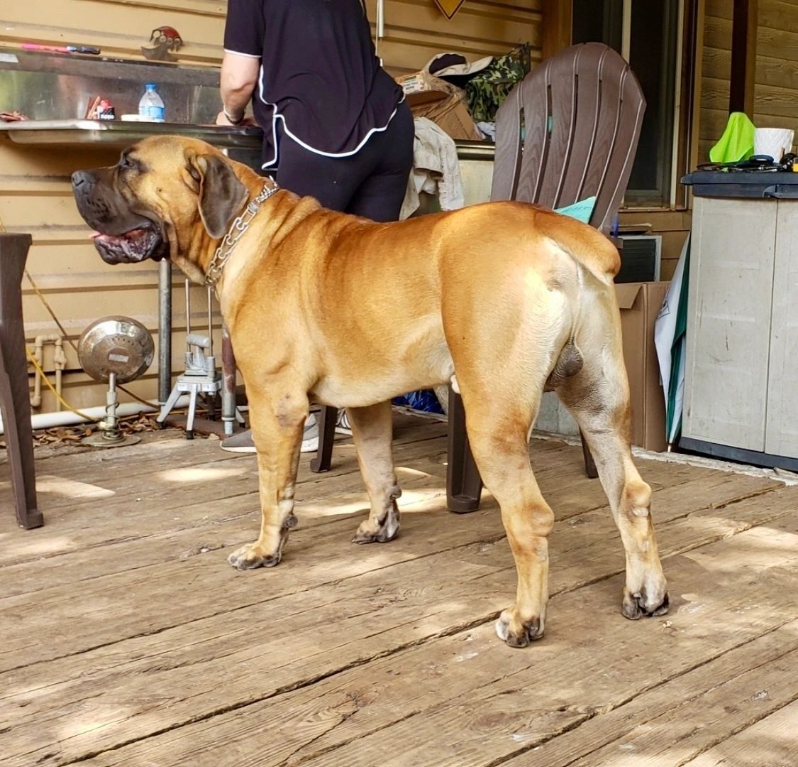 Boerboel moving through tall grass