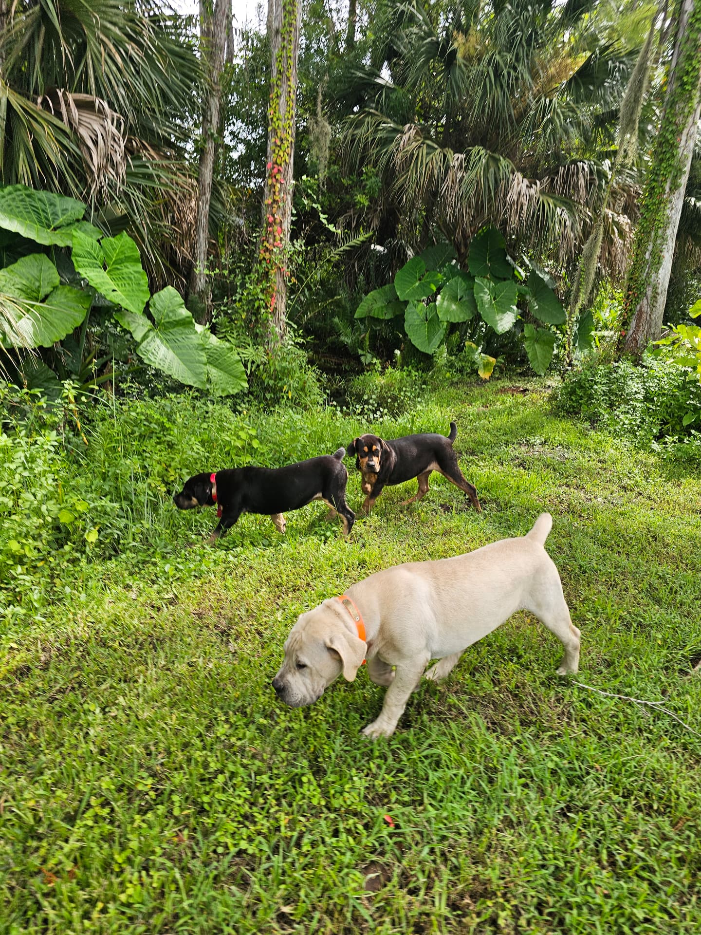 Three young Boerboels exploring the tropical yard at South Florida Boerboels