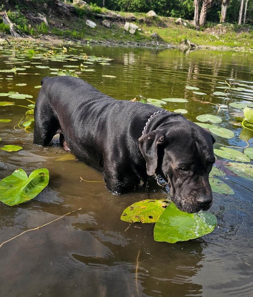 Black Boerboel cooling off in a lily pond at South Florida Boerboels