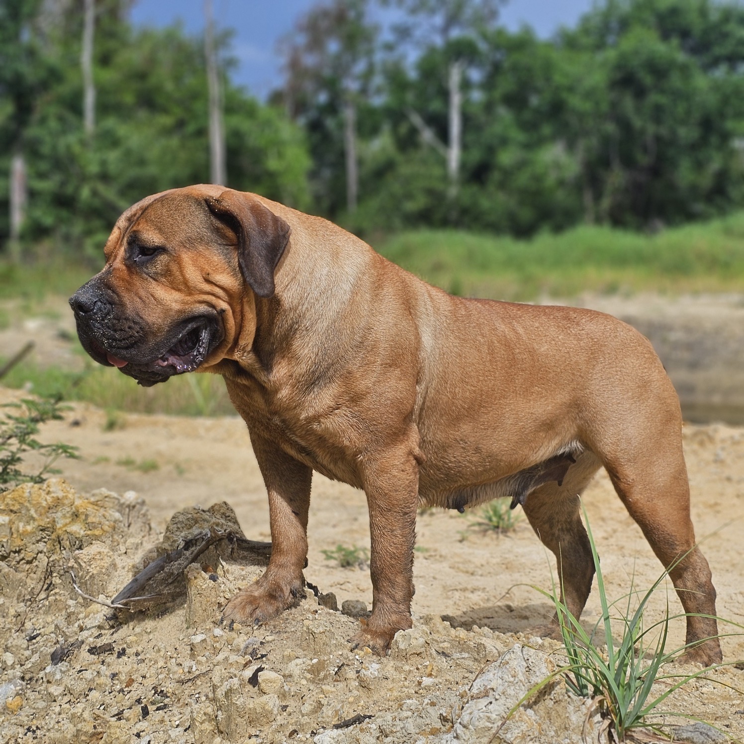 South Florida's Rikki Lake, Boerboel female bred by South Florida Boerboels in South Florida