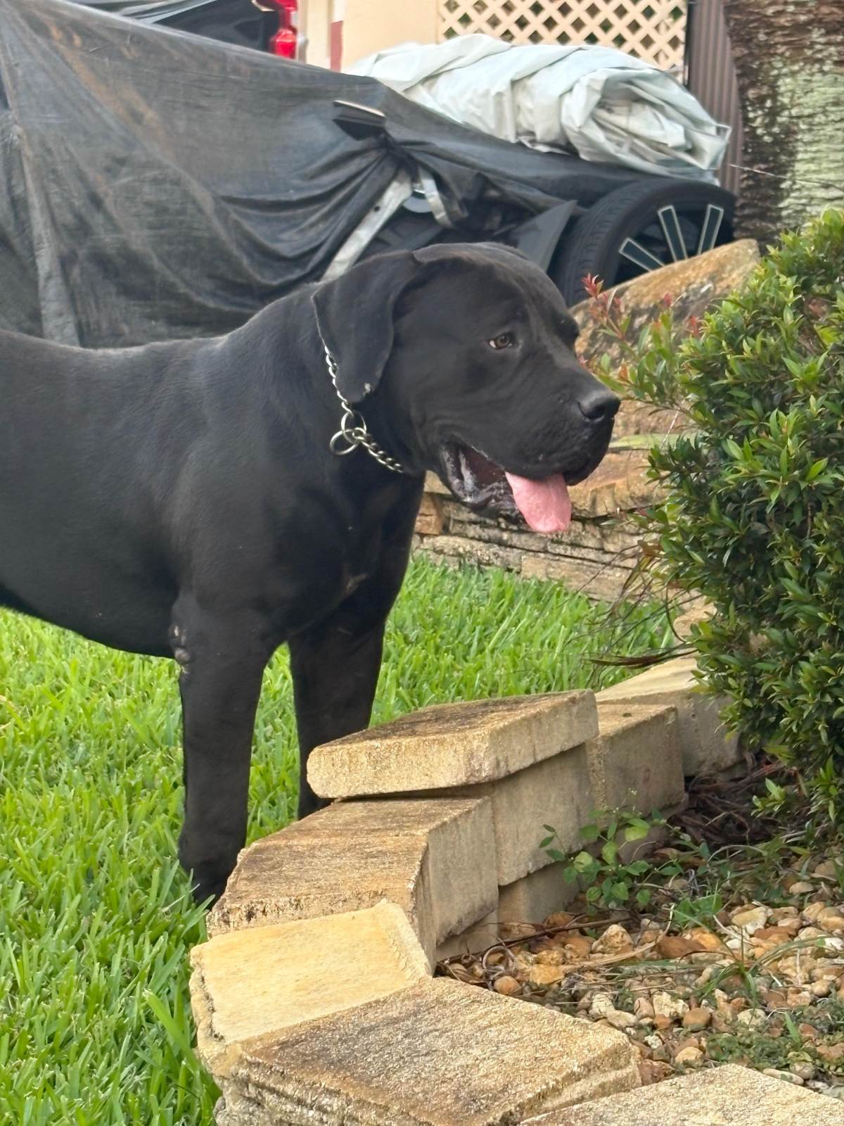 Black Boerboel standing alert in the yard at South Florida Boerboels
